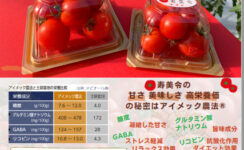高品質トマト《寿美令》の贈答用もお買い求めいただけます🍅